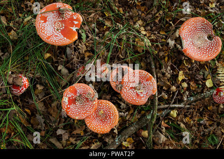 Fly agaric (Amanita muscaria) wächst im Chailey gemeinsame Naturschutzgebiet in West Sussex Stockfoto