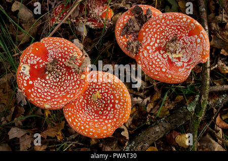 Fly agaric (Amanita muscaria) wächst im Chailey gemeinsame Naturschutzgebiet in West Sussex Stockfoto