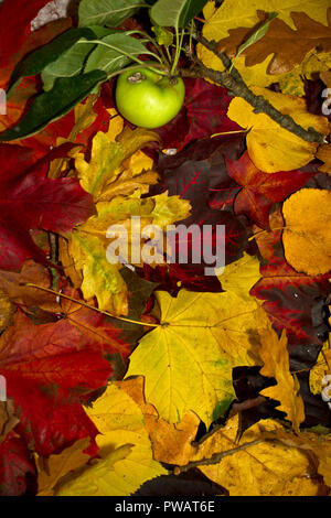 Parks und Gärten rund um Großbritannien sind mit einheimischen und exotischen Bäumen gepflanzt, die die meisten der lebendige Array von 'fallen' Farben jeweils im Herbst zu machen. Stockfoto