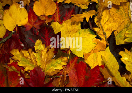 Parks und Gärten rund um Großbritannien sind mit einheimischen und exotischen Bäumen gepflanzt, die die meisten der lebendige Array von 'fallen' Farben jeweils im Herbst zu machen. Stockfoto