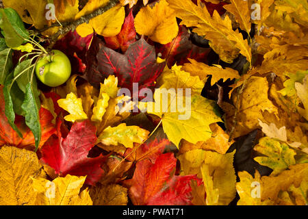 Parks und Gärten rund um Großbritannien sind mit einheimischen und exotischen Bäumen gepflanzt, die die meisten der lebendige Array von 'fallen' Farben jeweils im Herbst zu machen. Stockfoto