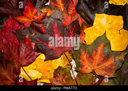 Parks und Gärten rund um Großbritannien sind mit einheimischen und exotischen Bäumen gepflanzt, die die meisten der lebendige Array von 'fallen' Farben jeweils im Herbst zu machen. Stockfoto