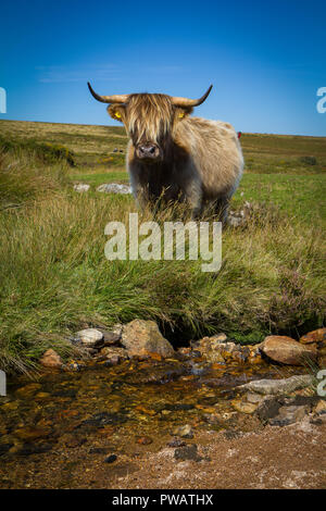 Schottisches Hochlandrind Kuh in Dartmoor Stockfoto