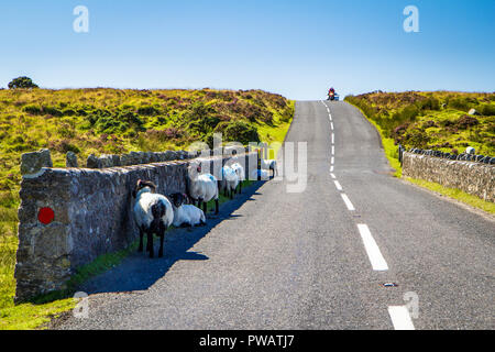 Scottish blackface Schaf in Dartmoor auf der Suche nach Schatten während einer Hitzewelle im Sommer Stockfoto