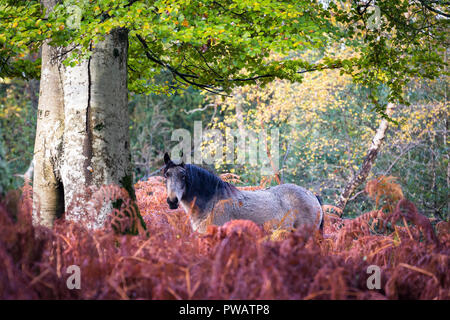 Grau New Forest Pony Beweidung in seinem natürlichen Lebensraum im Herbst Stockfoto