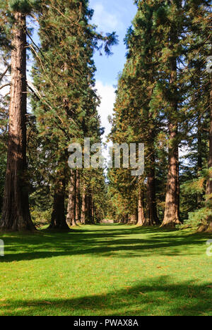 Ein Portrait Bild von Redwood Avenue in Kenmore Botanische Gärten, in der Nähe von Dunoon, Argyll und Bute, Schottland. 10. September 2007. Stockfoto