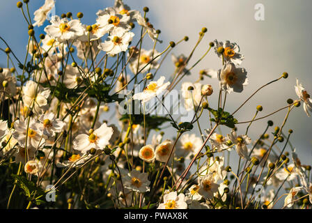 Japanische Anemone, Anemone hupehensis, auch als fingerhut Unkraut- oder Cuneata mit dem Himmel als Hintergrund bekannt. 29. September 2007 Stockfoto