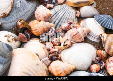 Ein komplettes Bild von Muscheln bis auf einer Neuseeländischen Ufer in ein attraktives Arrangement gewaschen. Stockfoto