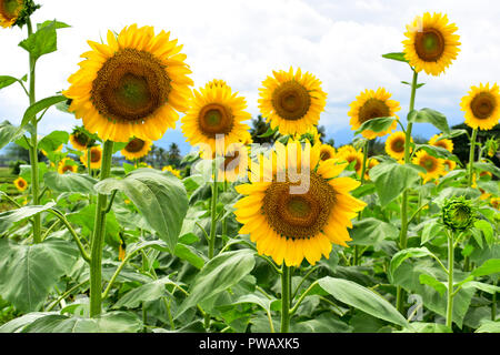 Sonnenblumen in der Blüte während der Tageszeit Stockfoto