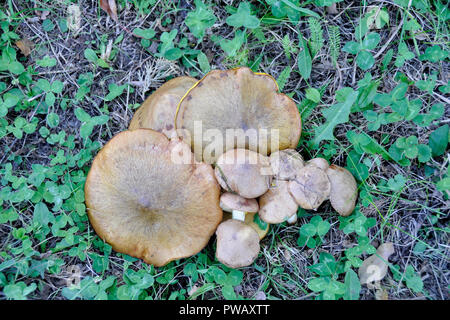 Pilze im Wald auf dem Rasen verstreut gesammelt. Stockfoto