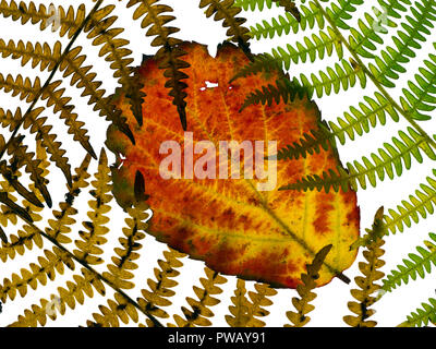 Dornbusch Blätter Rubus fruticosus und Adlerfarn Wedel, die Veränderung der Farben im Herbst Stockfoto