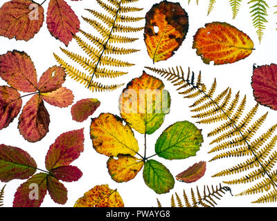 Dornbusch Blätter Rubus fruticosus und Adlerfarn Wedel, die Veränderung der Farben im Herbst Stockfoto