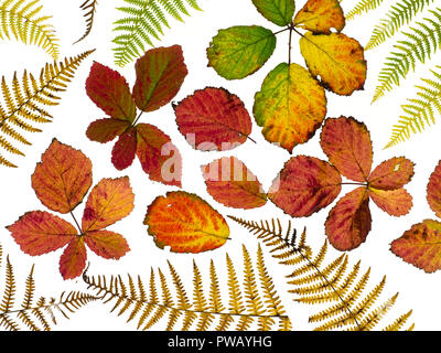 Dornbusch Blätter Rubus fruticosus und Adlerfarn Wedel, die Veränderung der Farben im Herbst Stockfoto