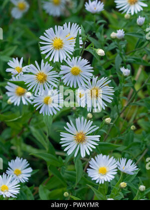 Michaelmas Daises Aster novi-belgii auf Naturschutzgebiet Norfolk Stockfoto