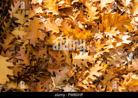 Stapel der getrocknete Eiche Blätter im Herbst, Quercus robur. Stockfoto