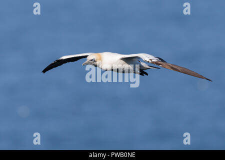 UK Gannet seabird (Morus bassanus) isoliert in der Luft Flug, hoch über dem Wasser, Bempton Cliffs. Fliegende nördliche Gannette; Flügel ausgebreitet. Stockfoto