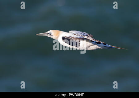 UK Northern Gannet seabird (Morus bassanus) isoliert in der Luft Flug, fliegen über blaues Meerwasser bei Bempton Cliffs, Großbritannien. Stockfoto