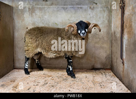 Eine Dalesbred Ram, jährliche Erscheinen und den Verkauf von Dalesbred Widder, Bentham Auktion Mart, North Yorkshire, Großbritannien Stockfoto