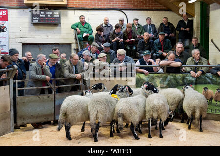 Jährliche Erscheinen und den Verkauf von Dalesbred Entwurf Mutterschafe, Gimmer Shearlings und Gimmer Lämmer, Bentham Auktion Mart, North Yorkshire Stockfoto