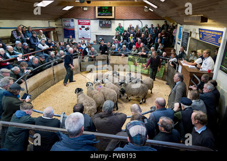 Jährliche Erscheinen und den Verkauf von Dalesbred Entwurf Mutterschafe, Gimmer Shearlings und Gimmer Lämmer, Bentham Auktion Mart, North Yorkshire Stockfoto