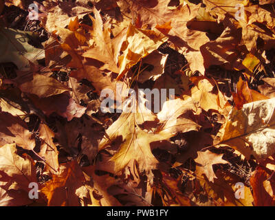Herbst Farben auf Amerikanische Eiche Blätter auf dem Boden liegen. Stockfoto
