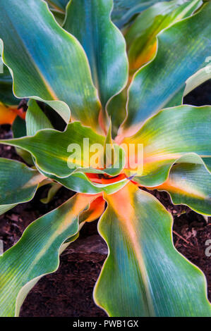 Nahaufnahme von Chlorophytum amaniense (Fire Flash), orange, gelbe Streifen auf Blatt Mittelrippe Stockfoto