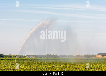 Ein Sprinkler ist sprühen Ackerland in den Niederlanden in einer extremen Trockenheit im Sommer 2018. Stockfoto