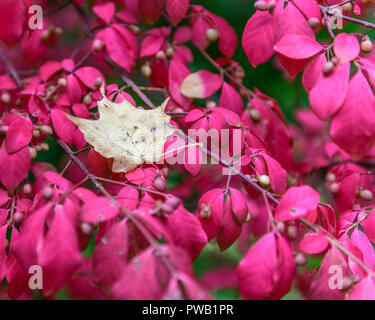 Helles Rot brennenden Busch (Euonymus alatus) mit Toten Braun Maple Leaf ruht in der Mitte Stockfoto