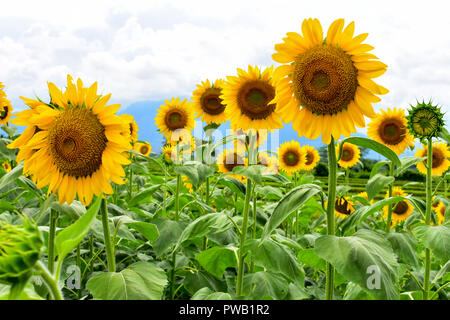 Sonnenblumen in der Blüte während der Tageszeit Stockfoto