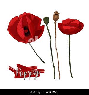 Roter Mohn Blumen und Samen Köpfen auf weißem Hintergrund. Mohn Blumen, Köpfe und Beschriftung für Ihr Design. Stock Vektor