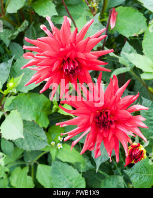 Red Pygmy ein Kaktus Dahlien mit dem Brechen der Knospe einer Tuberösen Pflanze, die Laubbäume und winterharte Stockfoto