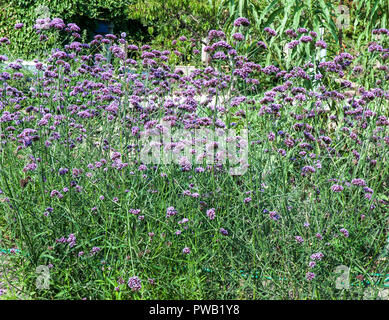 Bett von Verbena bonariensis in Country Garden Dies ist eine Sommer blühende Pflanze diciduous thjat ist Voll winterhart. Stockfoto