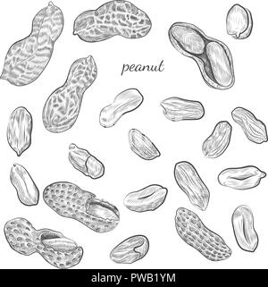 Peanut handgezeichnete Illustrationen. Muttern und Muscheln Skizzen auf weißem Hintergrund. Stock Vektor