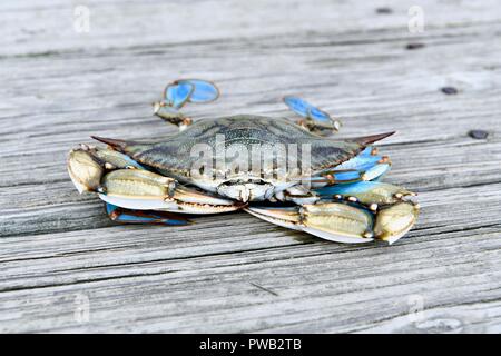 Blue Crab (Callinectes sapidus) in die Chesapeake Bay gefangen Stockfoto