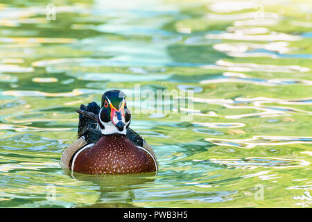 Männliche Holz Ente oder Carolina Duck (Aix sponsa), Wild Duck wurde eingeführt als Haustier ist ein buntes schwimmt auf der Oberfläche des klaren Wassers glücklich Stockfoto