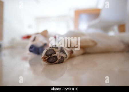 Selektiver Fokus Nahaufnahme Foto der Pfote einen gelben Labrador Retriever auf dem Boden schlafen zu Hause Stockfoto