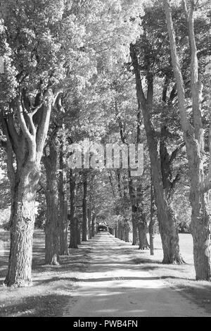 Schwarze und weiße Reihe von Bäumen übergreifende Straße/Einfahrt in Burlington, Ontario Stockfoto