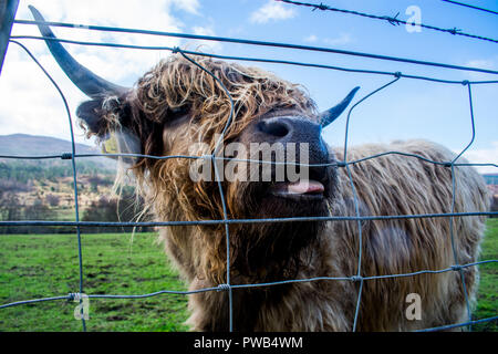 Eine Nahaufnahme von einem braunen Highland Kuh, die in den schottischen Highlands Stockfoto