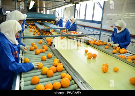 (181014) -- QALIOUBIYA (Ägypten), Oktober 14, 2018 (Xinhua) - Foto von Nile Einrichtung für den internationalen Handel zeigt, dass Menschen Arbeit in seiner Fabrik in Qalioubiya, Ägypten, Jan. 16, 2016. Die bevorstehende import Expo in der chinesischen Stadt Shanghai ist eine Chance, die ägyptischen Ausfuhren auf dem chinesischen Markt zu erhöhen, sagte ägyptische Geschäftsmann Ashraf el-Adawi, Leiter des Nil Einrichtung für den internationalen Handel Export von Zitrusfrüchten nach China. (Xinhua) Stockfoto