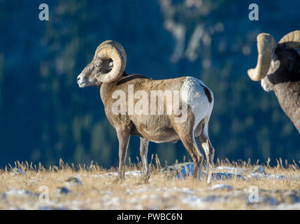 10.Oktober 2018: Dickhornschafe rams Feed in der frühen Morgensonne nach einer nächtlichen Schneefall auf der Alpine Tundra innerhalb des Rocky Mountain National Park in Colorado Albert Pena/CSM Stockfoto