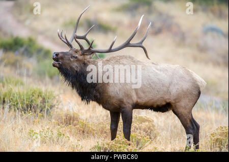 10.Oktober 2018: Ein Stier elk während ihrer jährlichen Paarungszeit bügelhörner innerhalb des Rocky Mountain National Park in Colorado Albert Pena/CSM Stockfoto