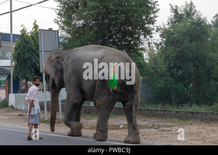 Nakodar, Panjab, Indien. 15. Oktober 2018. Morgen Straßenszenen in Nord Panjab Marktstadt Nakodar. Morgen Spaziergang für Indischer Elefant auf der Straße scrossing. Es gibt berichtete über 20 Elefanten in Panjab viele in Ludhiana zu sein, aber dann in ländlichen Gebieten bewegt für die Teilnahme in der Ehe und die religiösen Zeremonien sowie das Sammeln von Almosen. Credit: WansfordPhoto/Alamy leben Nachrichten Stockfoto