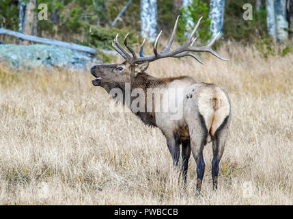 10.Oktober 2018: Ein Stier elk Bügelhörner während ihrer jährlichen Paarungszeit innerhalb des Rocky Mountain National Park in Colorado Albert Pena/CSM Stockfoto