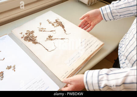 Wien, Österreich. 12 Okt, 2018. Alpine Mantel aus dem herbarium des Botanischen Institut in Wien. Mit den erhaltenen Pflanzen, seltene Blume Pollen können auf der Grundlage der vergleichenden Stück identifiziert werden. (Dpa' Die pollen Profiler - mit Pollen auf einem manhunt 'Credit): Jan Gott/dpa/Alamy leben Nachrichten Stockfoto