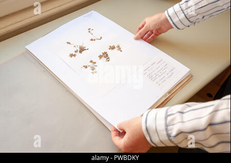 Wien, Österreich. 12 Okt, 2018. Alpine Mantel aus dem herbarium des Botanischen Institut in Wien. Mit den erhaltenen Pflanzen, seltene Blume Pollen können auf der Grundlage der vergleichenden Stück identifiziert werden. (Dpa' Die pollen Profiler - mit Pollen auf einem manhunt 'Credit): Jan Gott/dpa/Alamy leben Nachrichten Stockfoto