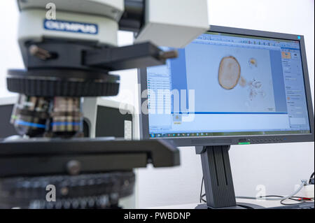 Wien, Österreich. 12 Okt, 2018. Ein Mikroskop und der weltweit größte pollen Datenbank ' paldat.org', im Labor des Instituts für Botanik der Universität erfasst. (Dpa' Die pollen Profiler - mit Pollen auf einem manhunt 'Credit): Jan Gott/dpa/Alamy leben Nachrichten Stockfoto