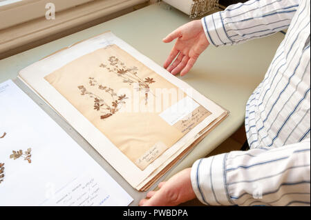 Wien, Österreich. 12 Okt, 2018. Alpine Mantel aus dem herbarium des Botanischen Institut in Wien. Mit den erhaltenen Pflanzen, seltene Blume Pollen können auf der Grundlage der vergleichenden Stück identifiziert werden. (Dpa' die Pollen Profiler - mit Pollen auf Kriminelle Jagd" vom 15.10.2018) Credit: Jan Gott/dpa/Alamy leben Nachrichten Stockfoto