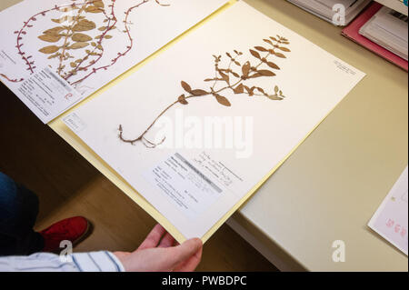 Wien, Österreich. 12 Okt, 2018. Polei Minze aus dem herbarium des Botanischen Institut in Wien. Mit den erhaltenen Pflanzen, seltene Blume Pollen können auf der Grundlage der vergleichenden Stück identifiziert werden. (Dpa' Die pollen Profiler - mit Pollen auf einem manhunt 'Credit): Jan Gott/dpa/Alamy leben Nachrichten Stockfoto