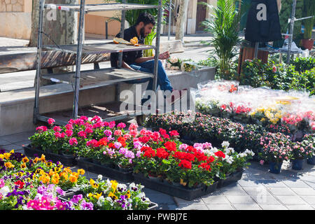 ESPORLES, SPANIEN - 17. FEBRUAR 2018: Blumen für den Verkauf am lokalen Markt in Esporles, Mallorca, Balearen, Spanien Stockfoto