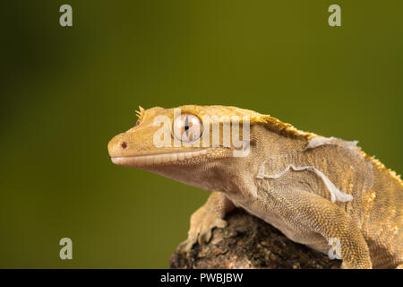 Crested Gecko (Correlophus wimpertierchen), eine Pflanzenart aus der Gattung der Gecko native zum südlichen Neukaledonien Stockfoto